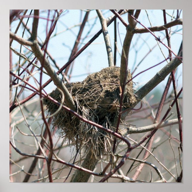 Poster Ninho De Pássaro Abandonado Em Primavera (Frente)