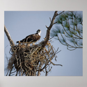 Póster Ninho Osprey