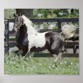 Póster Nite da Fama