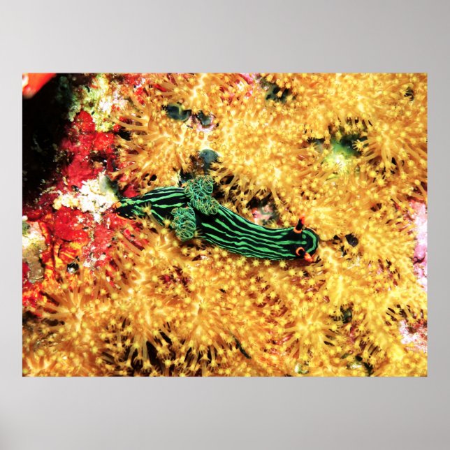 Poster No coral amarelo (Frente)