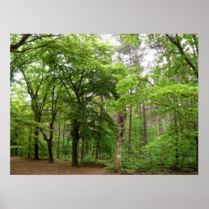 Póster No Forrest