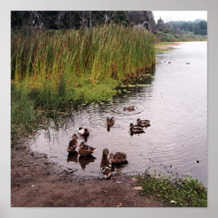 Poster No pântano....