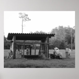 Póster No rancho - - vacas -- Preto e branco