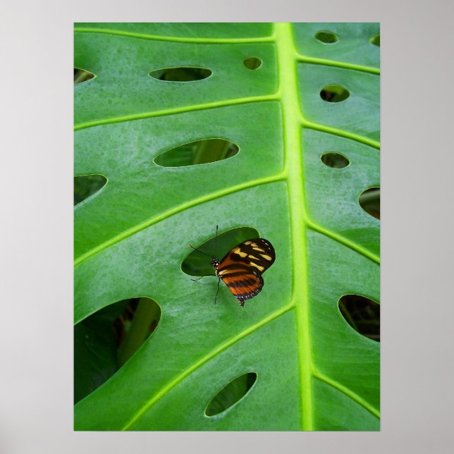 Poster No Verde (Frente)