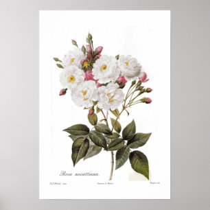 Póster Noisettiana de Rosa