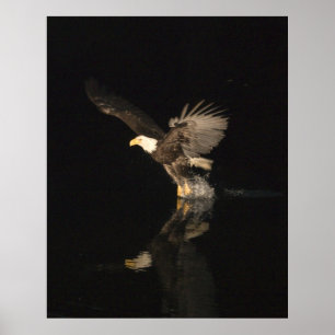 PÓSTER NOITE EAGLE