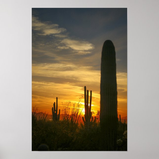 Poster Noites de Deserts (Frente)