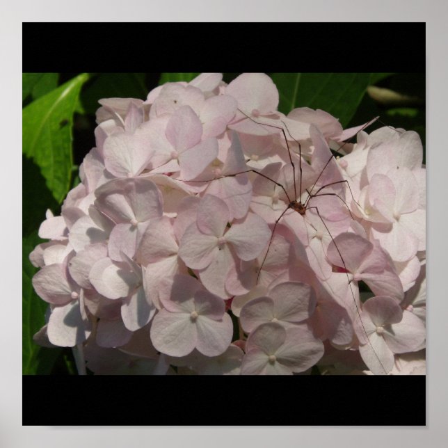 Póster Noiva e pernas de Pai (Frente)