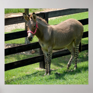 Póster Nome de Zonkey para a mistura do asno e da zebra