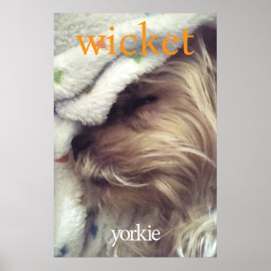 Poster Nome e Foto do Yorkie Laranja