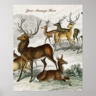 Poster Nome Personalizado Red Deer Hart, Hind, Roebuck Mu