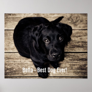 Póster Nome preto personalizado da foto do cão do