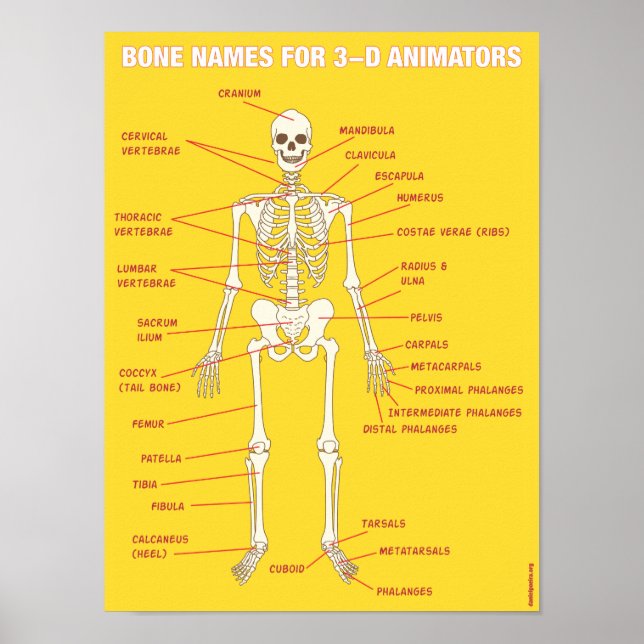 Poster Nomes de Osso para Animadores 3D (Frente)