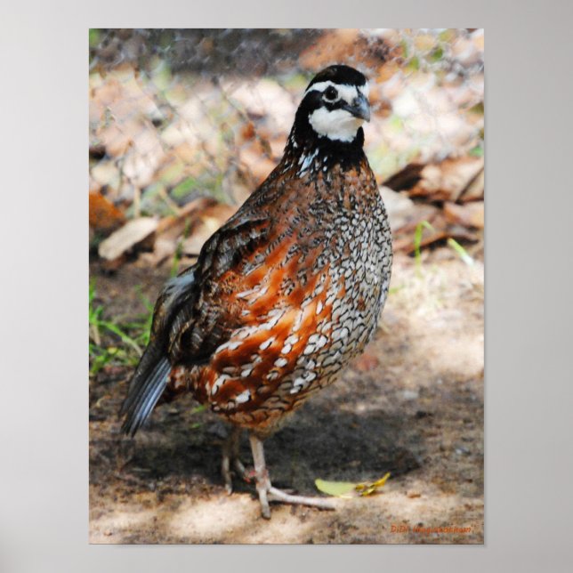 Poster Norte Bobwhite (Frente)