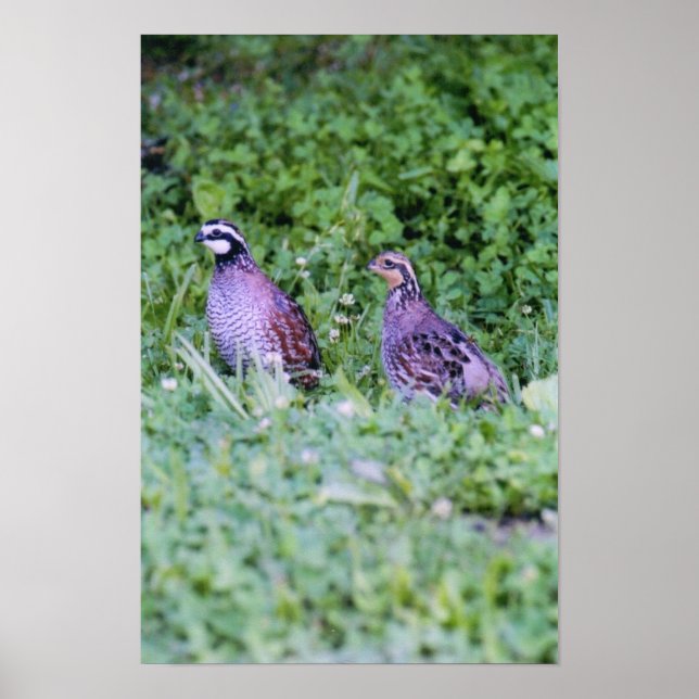 Póster Norte Bobwhite Quail (Frente)