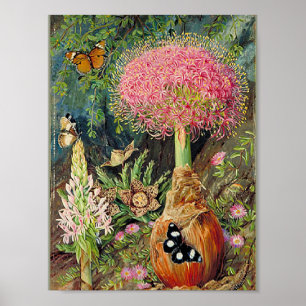 Poster Norte - Buphane Toricara e Outras Flores