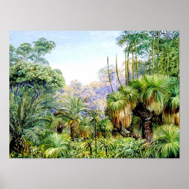 Poster Norte - Cena Florestal no Oeste da Austrália (Frente)