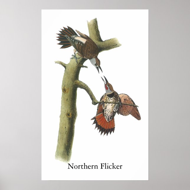 Póster Norte Flicker, John Audubon (Frente)