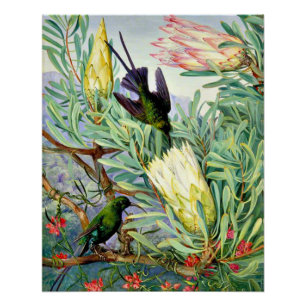 Póster Norte - Flores de mel e sugadores de mel