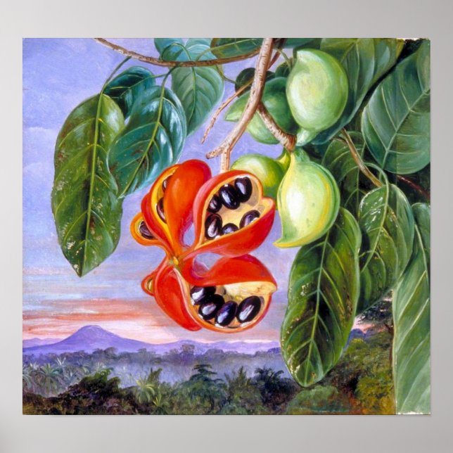 Poster Norte - Folhagem E Fruta De Sterculia Parviflora (Frente)
