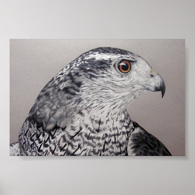 Póster Norte Goshawk (Frente)