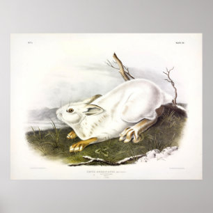 Poster Norte Hare, inverno (Snowshoe Hare) por Audubon