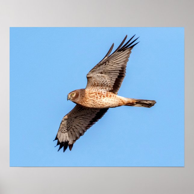 Poster norte Harrier 20x16 (Frente)