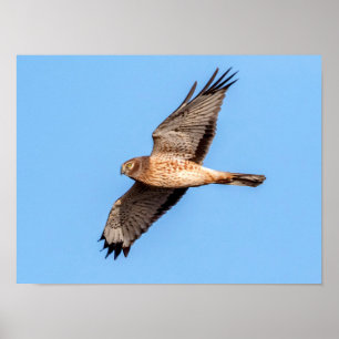 Póster Norte Harrier em voo