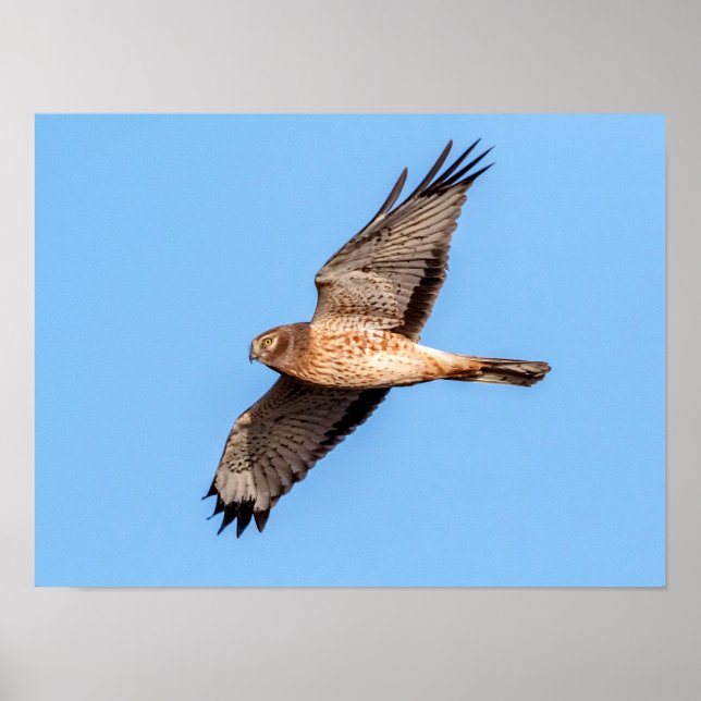 Póster Norte Harrier em voo (Frente)