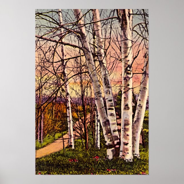 Póster Norte Michigan Birch Trees em Primavera (Frente)