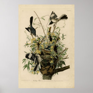 Poster Norte Mocking Bird, as aves da América de Audubon