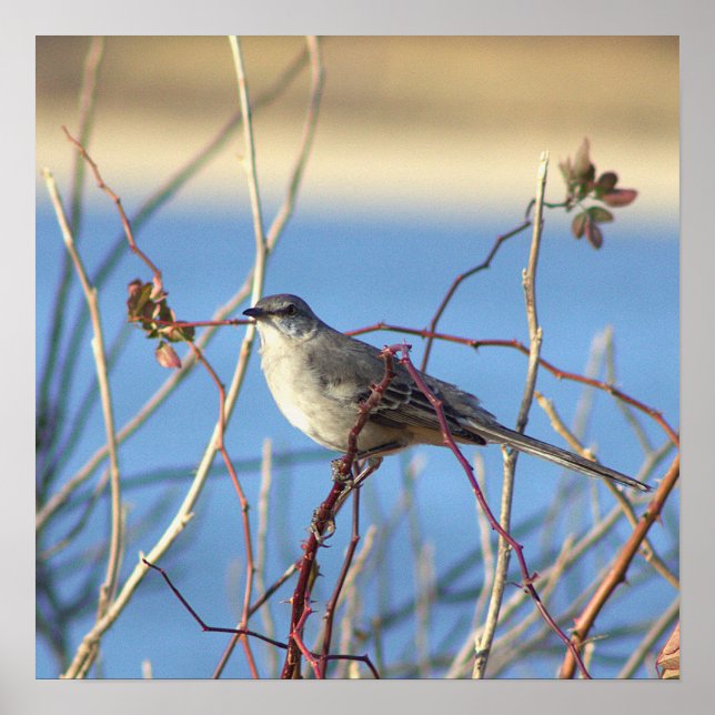 Poster Norte Mockingbird (Frente)
