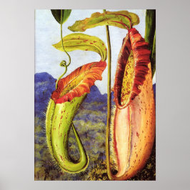 Poster Norte - Nepenthes Iana 1876