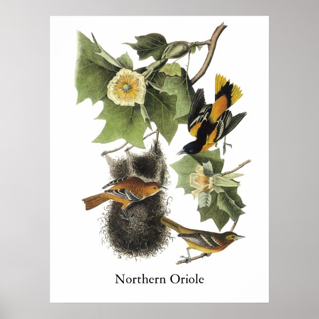 Poster Norte Oriole, John Audubon (Frente)