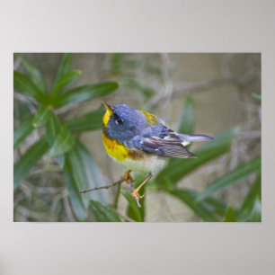 Poster Norte Parula Parula americana) masculino