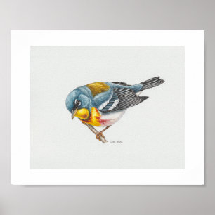 Poster Norte Parula Warbler Art