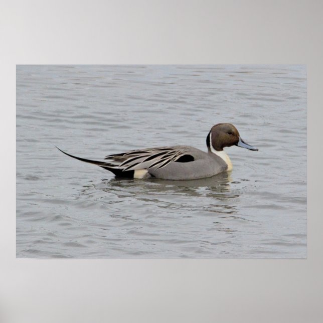 Poster Norte Pintail Duck Foto (Frente)