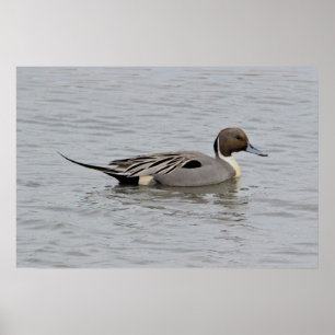 Poster Norte Pintail Duck Photo