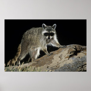 Poster Norte Raccoon, Perfurador de Procyon, adulto às 2