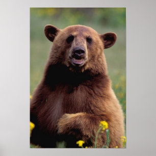 Poster North America, California, cinnamon Black bear