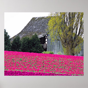 Póster North America, USA, Washington, Skagit Valley.
