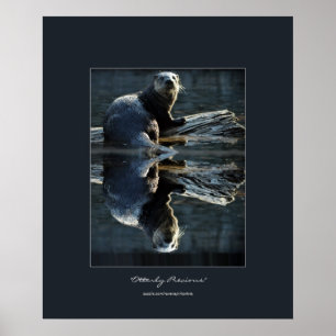 Poster North American River Otter em uma foto de vida sel