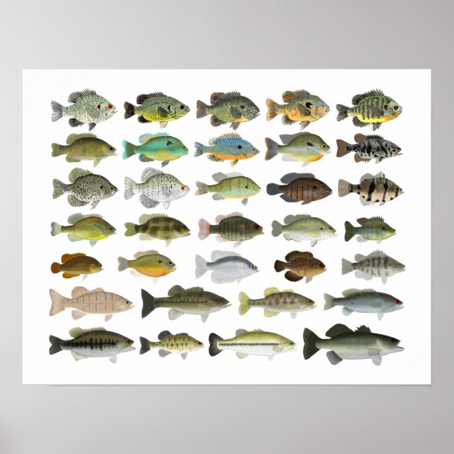 Poster North American Sunfish Group (Frente)