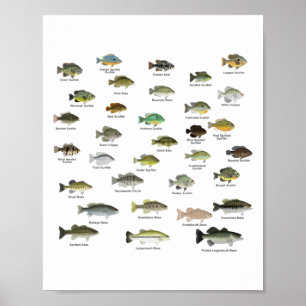 Poster North American Sunfish Group (nomeado)