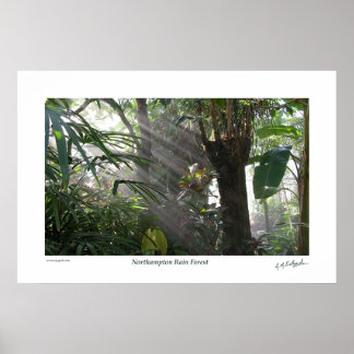 Póster Northampton Rain Forest III