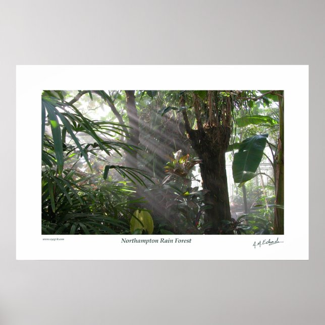 Póster Northampton Rain Forest III (Frente)