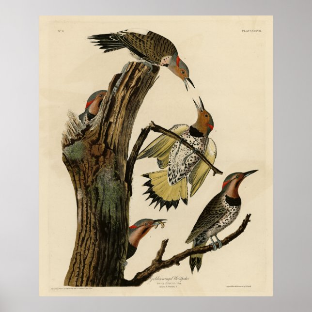 Poster Norther Flicker das Aves da América de Audubon (Frente)