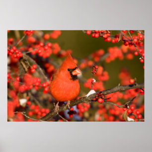 Póster Northern Cardinal in Common Winterberry