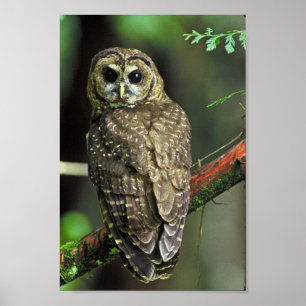 Póster Northern Spotted Owl
