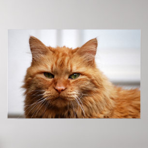 Poster norueguês do gato da floresta